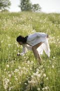 Dandelions m4xx5kdsir
